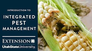 Introduction to Integrated Pest Management [upl. by Diane711]