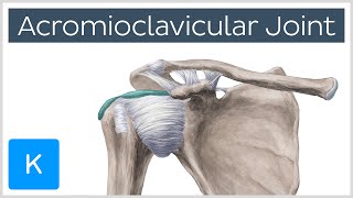 Acromioclavicular Joint  Location amp Function  Human Anatomy  Kenhub [upl. by Armbruster]