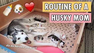 A DAY IN A LIFE OF A MOMMY HUSKY DOG [upl. by Eecrad]