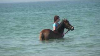 Pony Swimming in Guernsey [upl. by Aivizt434]