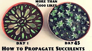 How to Propagate Succulents Fast n Easy [upl. by Annaya]