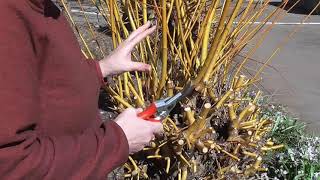 Pruning coloured stems  Willow  Salix alba var vitellina Britzensis [upl. by Innej]