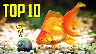 Top 10 Goldfish Tank Mates You Should Try [upl. by Uis395]