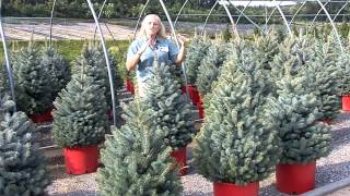 Baby Blues Spruce  Lakeview Nurseries [upl. by Averell]