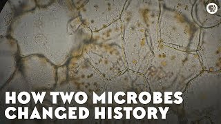 How Two Microbes Changed History [upl. by Lilak37]