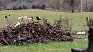 Donkey protecting sheep from dog [upl. by Sladen]