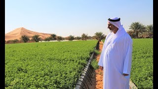 Agriculture in UAE deserts is possible and profitable [upl. by Auqenaj]