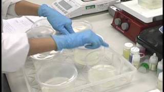 Plant Tissue Culture Media Preparation [upl. by Nwahsram]