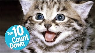 Top 10 Domesticated Cat Breeds [upl. by Haek]