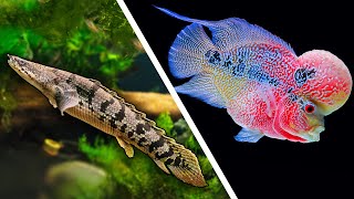 Top 5 LARGE Fish For Your Aquarium [upl. by Kata235]