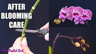 Orchid Care for Beginners  What to do after Phalaenopsis blooms fall Cutting spike amp aftercare [upl. by Gnoht]