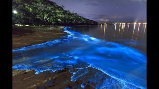 A GlowInTheDark Beach In The Maldives [upl. by Nebra]