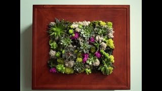 How to Make a Succulent Wall Garden with a Picture Frame [upl. by Koblas]