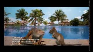 Un Chihuahua de Beverly Hills  Videoclip Chihuahua  Disney Oficial [upl. by Ellehcear]