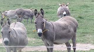 Livestock Guardians the Donkey [upl. by Yecal]