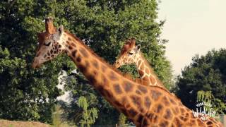 Visit Yorkshire Wildlife Park [upl. by Schumer]