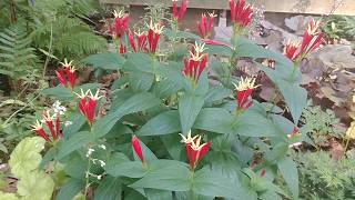 Spectacular Indian pink in bloom Spigelia marilandica [upl. by Meredi]