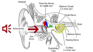 Conductive Hearing Loss [upl. by Irotal419]