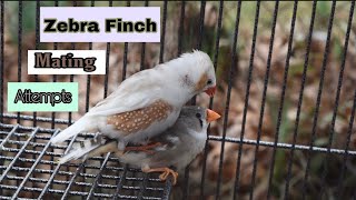 Zebra Finch Mating Attempts [upl. by Terrell]