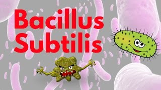 Bacillus Subtilis [upl. by Vivianne]