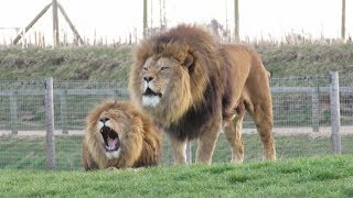 The Lions At Yorkshire Wildlife Park [upl. by Aimej]