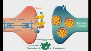 Autonomic Nervous system animation Neuromuscular Junction Blockers [upl. by Annoik]