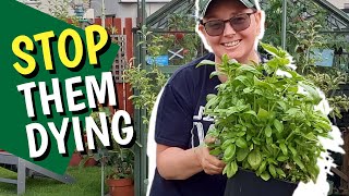 How to keep shop bought herbs alive [upl. by Zoa]