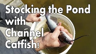 Stocking the Pond with Channel Catfish [upl. by Siouxie]