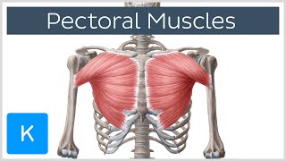 Pectoral Muscles Area Innervation amp Function  Human Anatomy  Kenhub [upl. by Goldner]