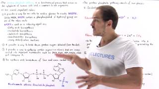 Introduction to Pentose Phosphate Pathway [upl. by Herve920]