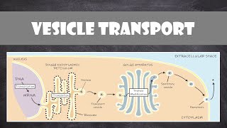 Vesicle Transport within Cells  Cell Biology [upl. by Enytsuj]