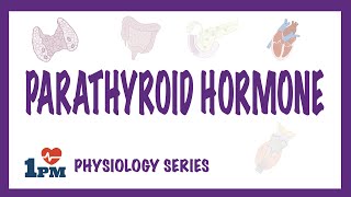 Parathyroid Hormone PTH  Endocrinology [upl. by Anikes455]