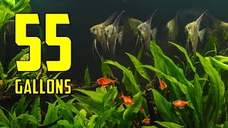 The BEST Ideas for Your 55 Gallon Aquarium [upl. by Balthasar]