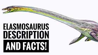 Elasmosaurus  Description and Facts [upl. by Faden]