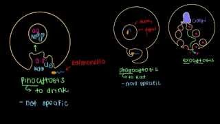 Endocytosis and Exocytosis [upl. by Yelrac]