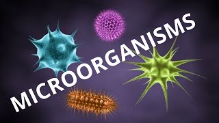 Comparing Microorganism Size Under the Microscope [upl. by Morvin]