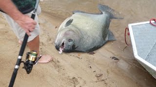 GIANT PIRANHAS Discovered In Amazon [upl. by Harrad]