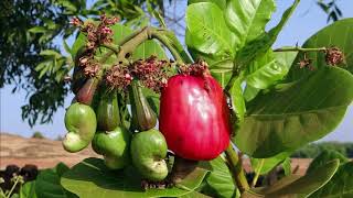 How are Cashews Grown  Sincerely Nuts [upl. by Atirehgram]