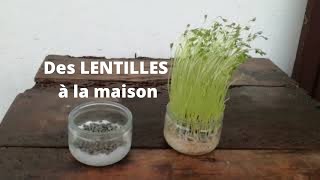 Faire pousser des LENTILLES à la maison [upl. by Kal]