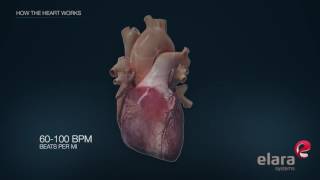 Heart in 3D Animation How the Heart Works [upl. by Laertnom]