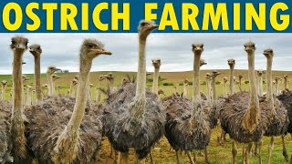 Ostrich Farming  How to Start an Ostrich Farm [upl. by Ztirf]