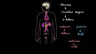 Introduction au système endocrinien [upl. by Htiderem]