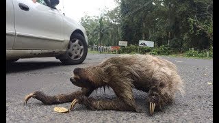 Sloth Crossing a Road [upl. by Gridley]