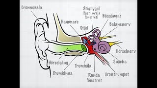 Hörsel och balans [upl. by Teodor]