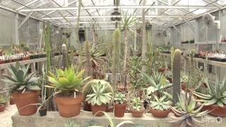 Cactus and succulent garden and greenhouses  Bob Barth  Central Texas Gardener [upl. by Aneahs288]