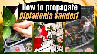 DIPLADENIA SANDERI MANDEVILLA PROPAGATION FROM CUTTINGS PART 1 of 2 [upl. by Nalniuq]