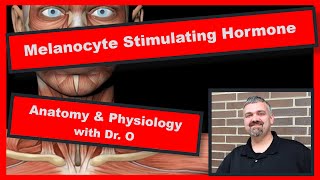 Melanocyte Stimulating Hormone Anatomy and Physiology [upl. by Arahset]