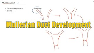 Mullerian Duct Development II by Dr Kalyan II Doctors Talk II by Aashka Media [upl. by Kohn45]