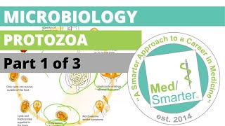 Protozoa  Microbiology  USMLE STEP 1  Part 1 of 3 [upl. by Fleurette]