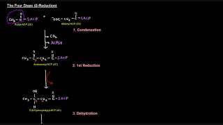 Fatty Acid Synthesis Part 5 of 12  Palmitate Synthesis [upl. by Laeahcim]